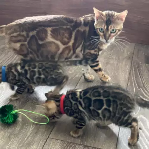 Bengal Cat For Sale in Harwich, Essex, England