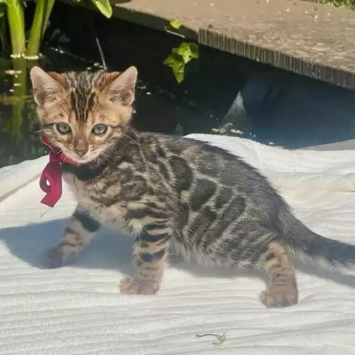 Bengal Cat For Sale in Harwich, Essex, England