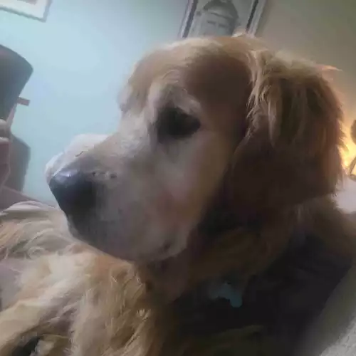 Golden Retriever Dog For Stud in Omagh, County Tyrone