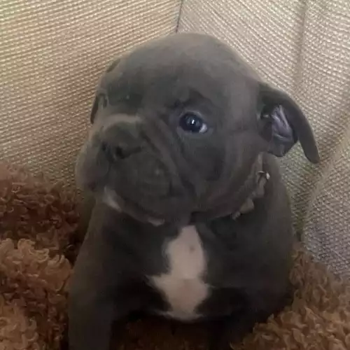 Old Tyme Bulldog Dog For Sale in Houghton-le-Spring, Tyne and Wear, England