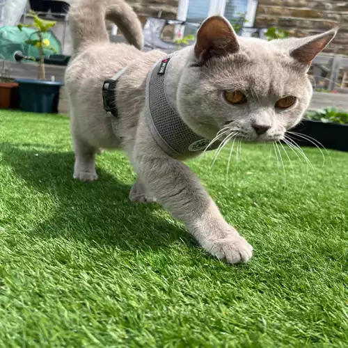 British Shorthair Cat For Stud in Drighlington, West Yorkshire
