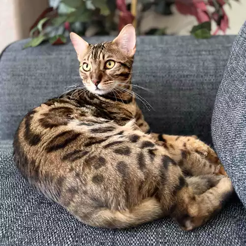 Bengal Cat For Adoption in Burnley, Lancashire