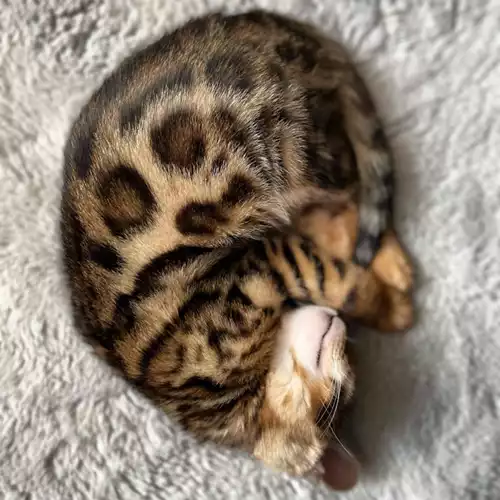 Bengal Cat For Adoption in Burnley, Lancashire