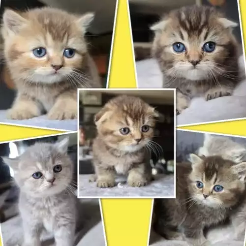 Scottish Fold Cat For Sale in West Hendon, Greater London, England