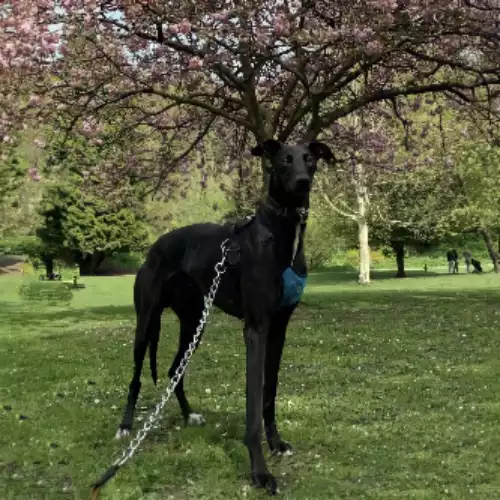 Lurcher Dog For Adoption in Newcastle upon Tyne, Tyne and Wear