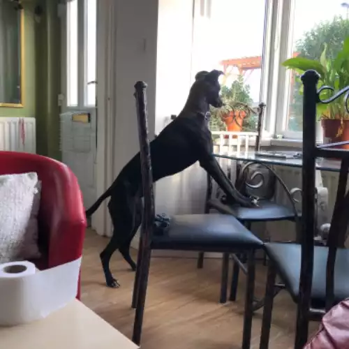 Lurcher Dog For Adoption in Newcastle upon Tyne, Tyne and Wear