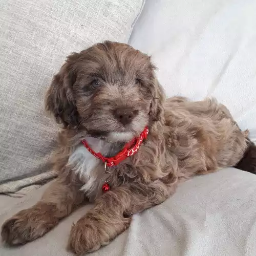 Cockapoo Dog For Sale in Gainsborough, Lincolnshire, England