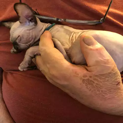 Sphynx Cat For Sale in London, Greater London