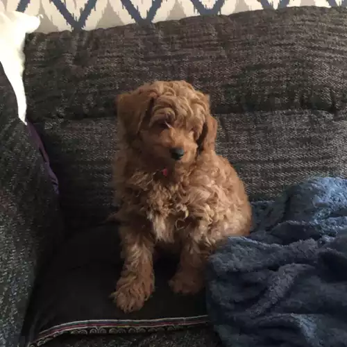 Toy Poodle Dog For Sale in Leeds, West Yorkshire