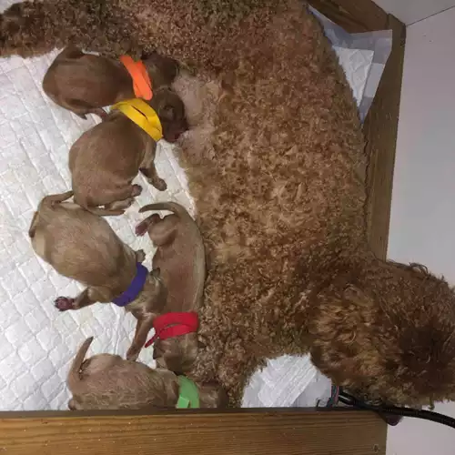Toy Poodle Dog For Sale in Leeds, West Yorkshire