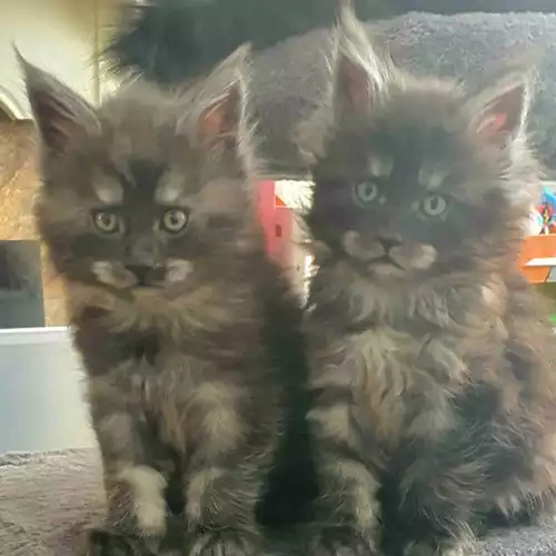 Maine Coon Cat For Sale in Deal, Kent