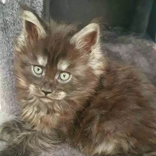 Maine Coon Cat For Sale in Deal, Kent