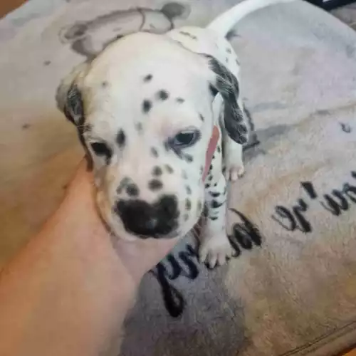 Dalmatian Dog For Sale in Northwich, Cheshire