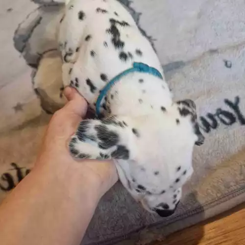 Dalmatian Dog For Sale in Northwich, Cheshire