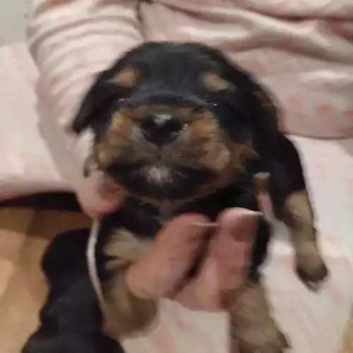 Yorkshire Terrier Dog For Sale in Barnsley, South Yorkshire