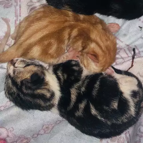 American Shorthair Cat For Sale in Oldham, Greater Manchester, England