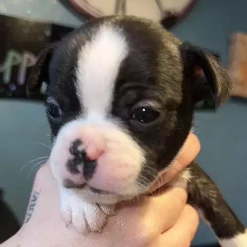 Boston Terrier Dog For Sale in Macclesfield, Cheshire, England