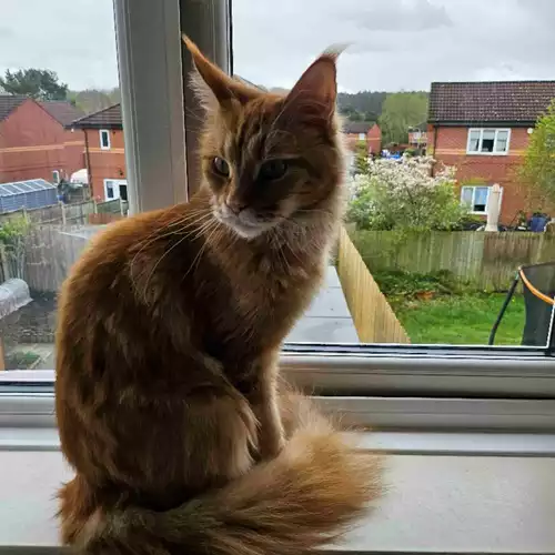 Maine Coon Cat For Sale in Mansfield, Nottinghamshire