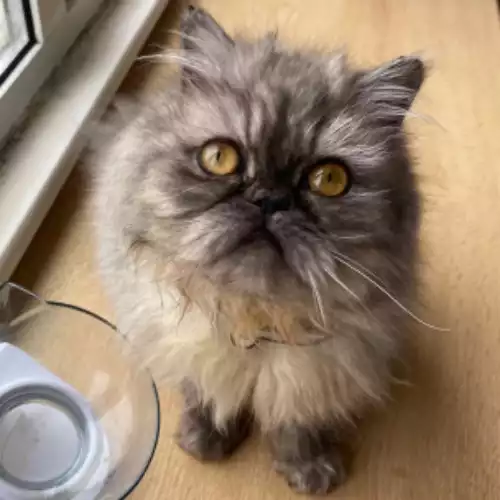 Persian Cat For Sale in Ipswich, Suffolk, England