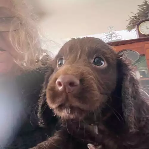 Cocker Spaniel Dog For Sale in Conisbrough, South Yorkshire