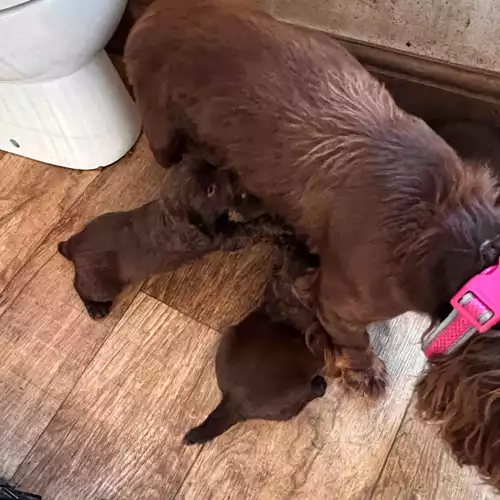 Cocker Spaniel Dog For Sale in Conisbrough, South Yorkshire