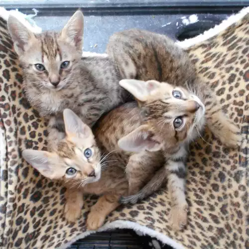 Savannah Cat For Sale in Diss, Norfolk, England