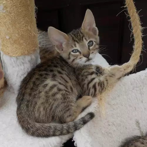 Savannah Cat For Sale in Diss, Norfolk, England