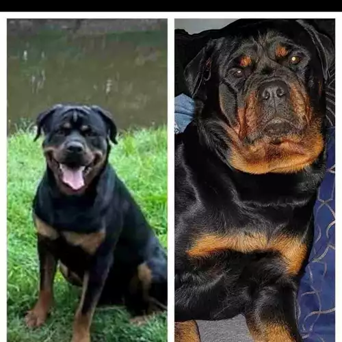Rottweiler Dog For Sale in Wigan, Greater Manchester