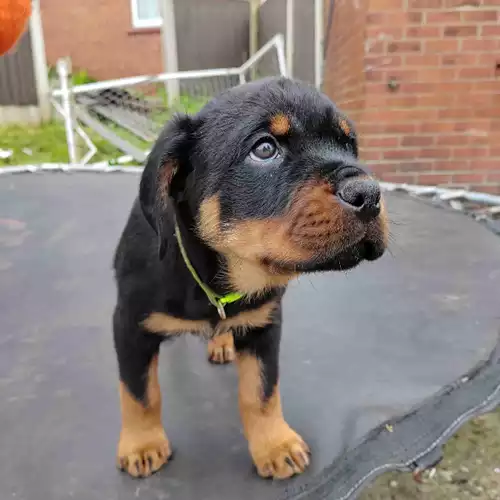 Rottweiler Dog For Sale in Wigan, Greater Manchester