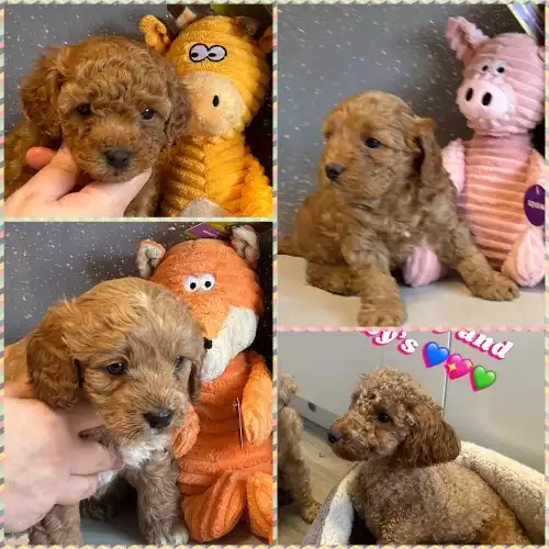 Cavapoo Dog For Sale in Newcastle Great Park, Tyne and Wear