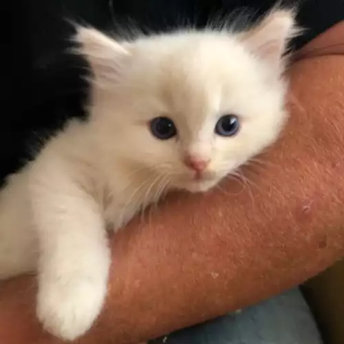 Ragdoll Cat For Sale in Sheerness, Kent, England