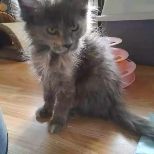 Maine Coon Cat For Sale in Mansfield, Nottinghamshire