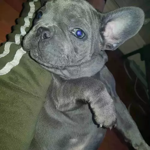 French Bulldog Dog For Sale in Upper Walthamstow, Greater London