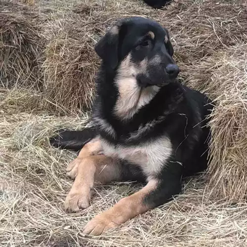German Shepherd Dog For Adoption in Pulborough, West Sussex