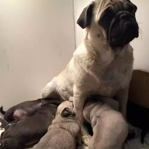 Pug Dog For Sale in Southwell, Nottinghamshire