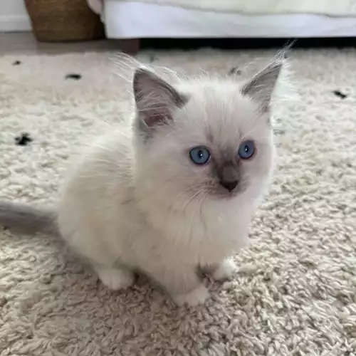 Ragdoll Cat For Sale in Royston, Hertfordshire, England