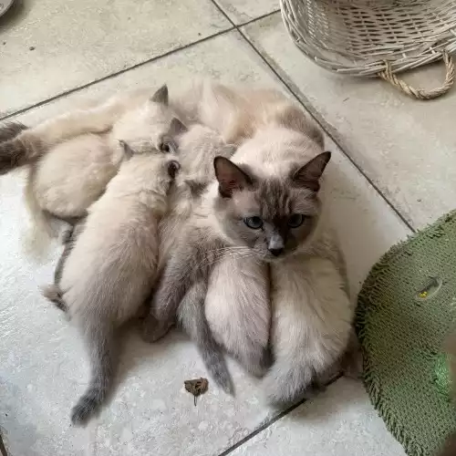 Ragdoll Cat For Sale in Royston, Hertfordshire, England