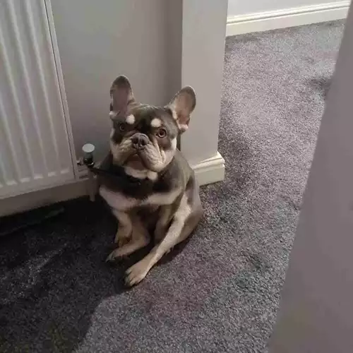French Bulldog Dog For Adoption in Bolton, Greater Manchester