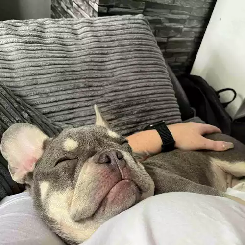 French Bulldog Dog For Adoption in Bolton, Greater Manchester