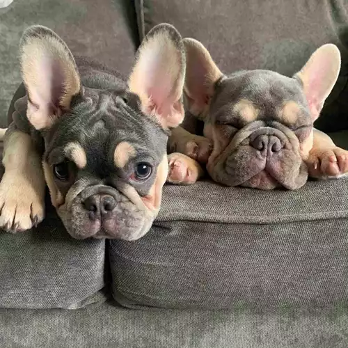 French Bulldog Dog For Sale in Falkirk, Stirling and Falkirk