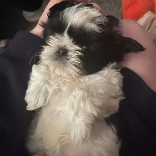 Shih Tzu Dog For Sale in Rochester, Kent, England