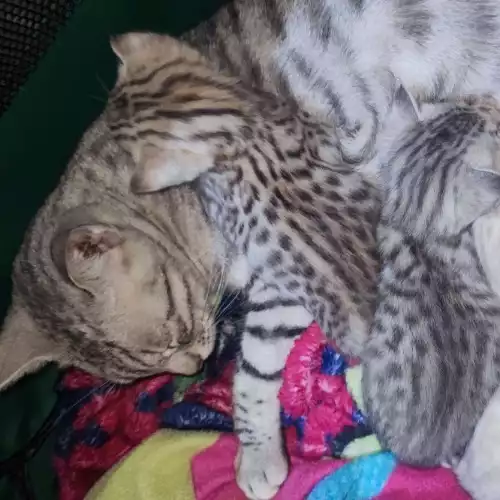 Bengal Cat For Sale in Eastleigh, Hampshire, England