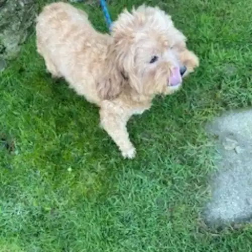 Cavapoo Dog For Adoption in Blaenffos, Dyfed