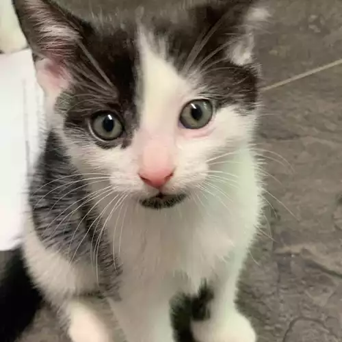 Domestic Shorthair Cat For Sale in Ilkeston, Derbyshire