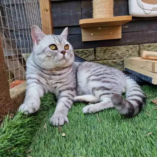 British Shorthair Cat For Stud in Cradley, West Midlands