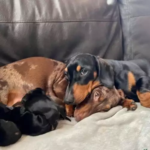 Miniature Dachshund Dog For Stud in Portishead, Somerset