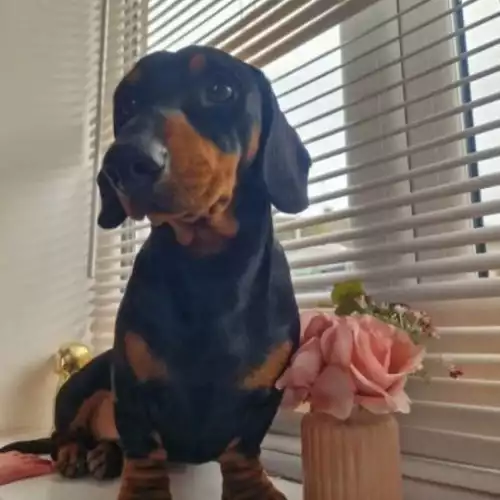 Miniature Dachshund Dog For Stud in Portishead, Somerset