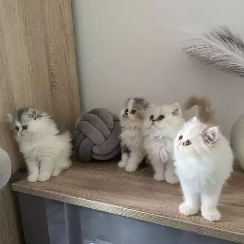 Persian Cat For Sale in Ashford, Surrey, England