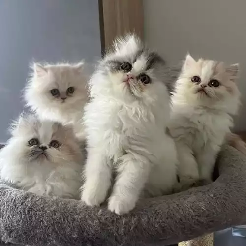 Persian Cat For Sale in Ashford, Surrey, England