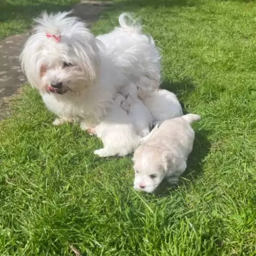 Maltese Dog For Sale in Wembley Park, Greater London, England